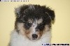 CHIOT FEMELLE BLEUE n° 2 PEARL BLUE