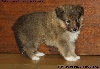 CHIOT MÂLE FAUVE 2 INOUK GOLD