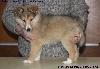 CHIOT FEMELLE FAUVE n°2 GRIZZLE GOLD