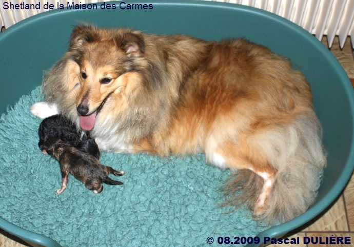 De la maison des carmes - Shetland Sheepdog - Portée née le 12/08/2009
