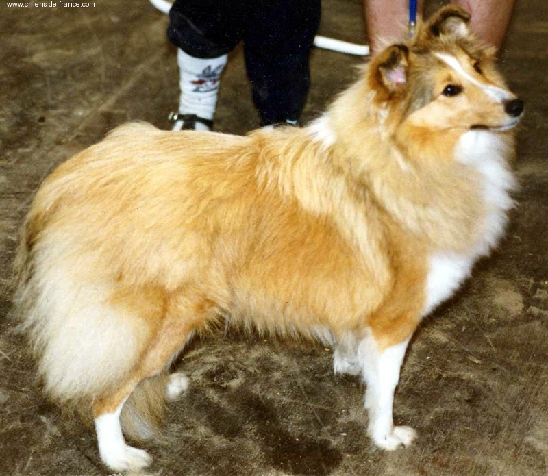 Lassie gold De la maison des carmes
