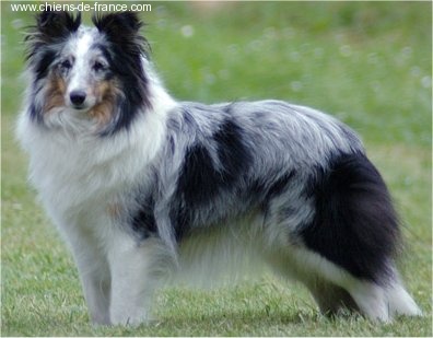 Unreal blue De la maison des carmes