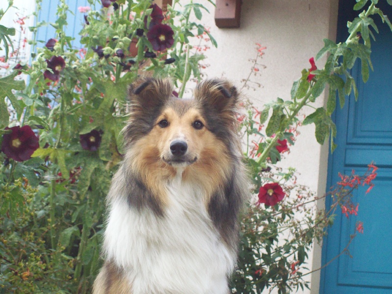 Cybelle gold De la maison des carmes