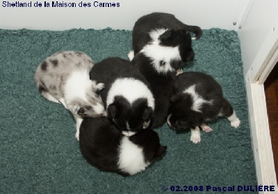 De la maison des carmes - Nouvelles photos des bébés de PEARL BLUE le 10 février