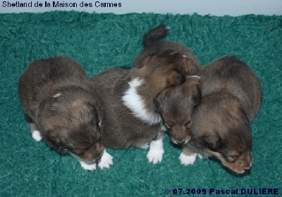 De la maison des carmes - Photos de la portée de CHEEKY GOLD à 3 semaines