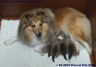 De la maison des carmes - Nouvelles photos des bébés d'AWAKE GOLD  à la page Chiots