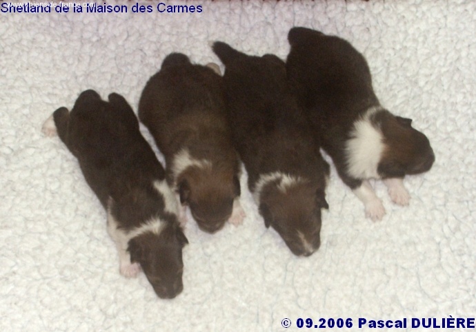 De la maison des carmes - Photos  des bébés sur la page Album photo