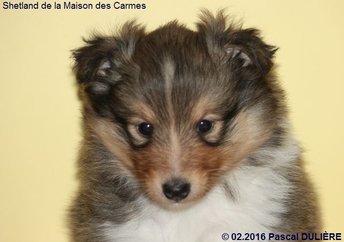 Portée CHEEKY GOLD du 11 janvier 2016