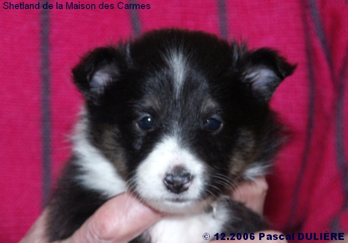 Portée PEARL BLUE du 29 novembre 2006