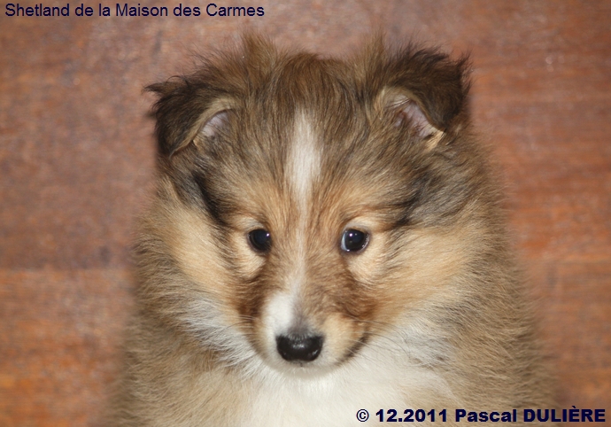 Portée DELIGHT GOLD du 9 novembre 2011