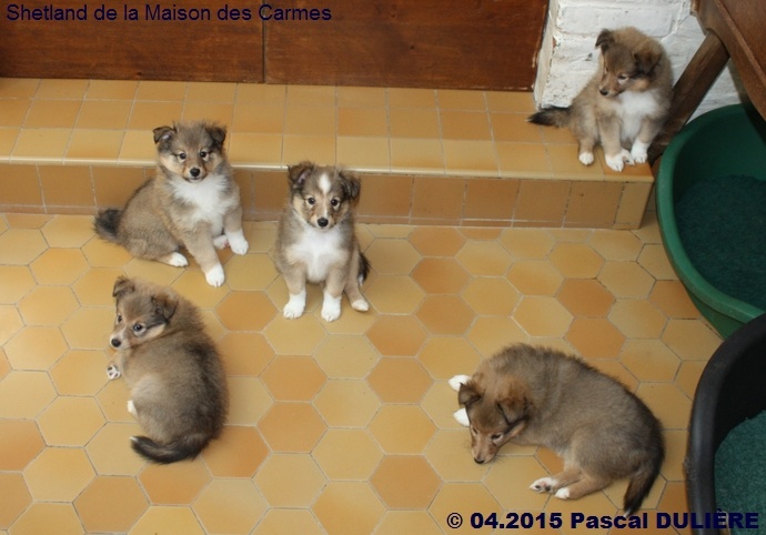 Portée DELIGHT GOLD du 7 mars 2015