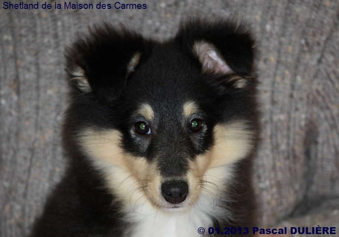 Portée CHEEKY GOLD du 3 octobre 2012