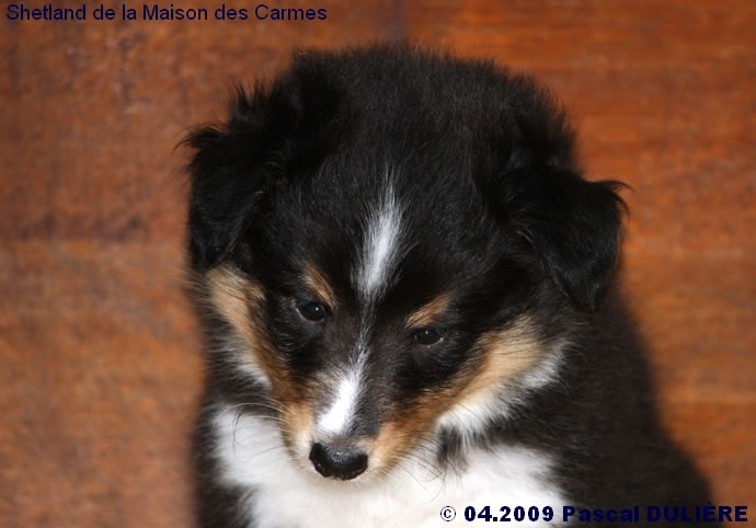 Portée TWINKLE BLUE du 8 mars 2009