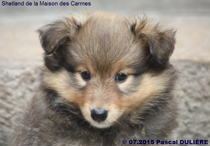 Portée CHEEKY GOLD du 6 juin 2015