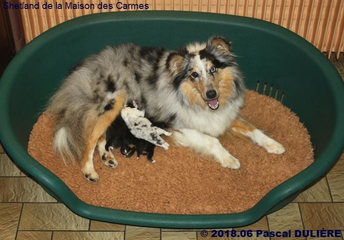 De la maison des carmes - Shetland Sheepdog - Portée née le 18/06/2018