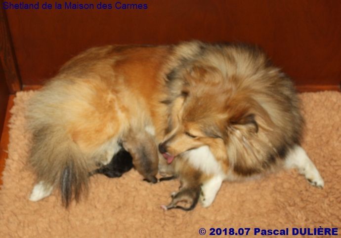De la maison des carmes - Shetland Sheepdog - Portée née le 11/07/2018